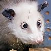 haidi_-opossum-.jpg