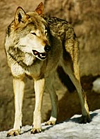 Аватар для Lupus Sapiens